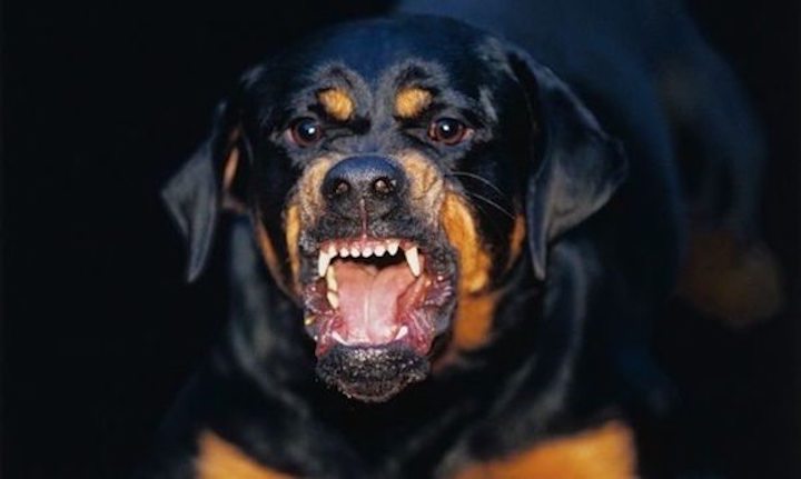 Perro ataca y mata a gemelas recién nacidas en Brasil