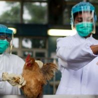 OMS mantiene en "bajo" el riesgo global de la gripe aviar, pese a infecciones en ganado