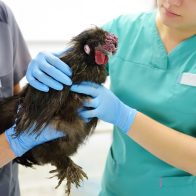 OMS advierte se debe vigilar de cerca la transmisión de la gripe aviar H5N1 a humanos