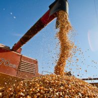 Precios internacionales de los cereales suben por las tensiones geopolíticas