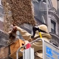 Nueva York va a proteger sus abejas con hoteles y búnkeres