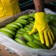 Incautan 1,175 kilos de cocaína en contenedor de plátanos