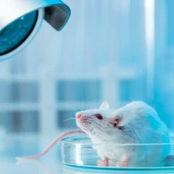 Una inmunoterapia contra el alzhéimer da resultados prometedores en ratones