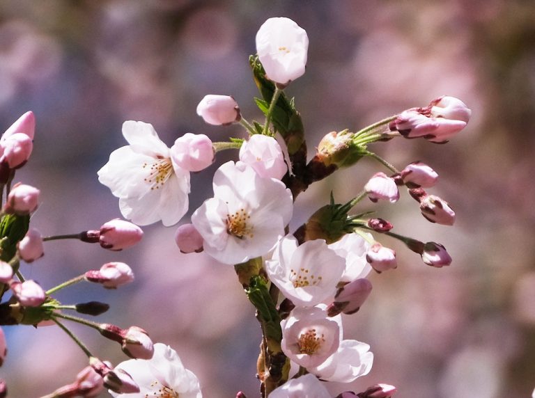 temporada de cerezos japoneses | Noticias de hoy en De Último Minuto