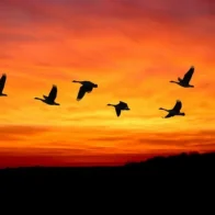 Aves Migratorias