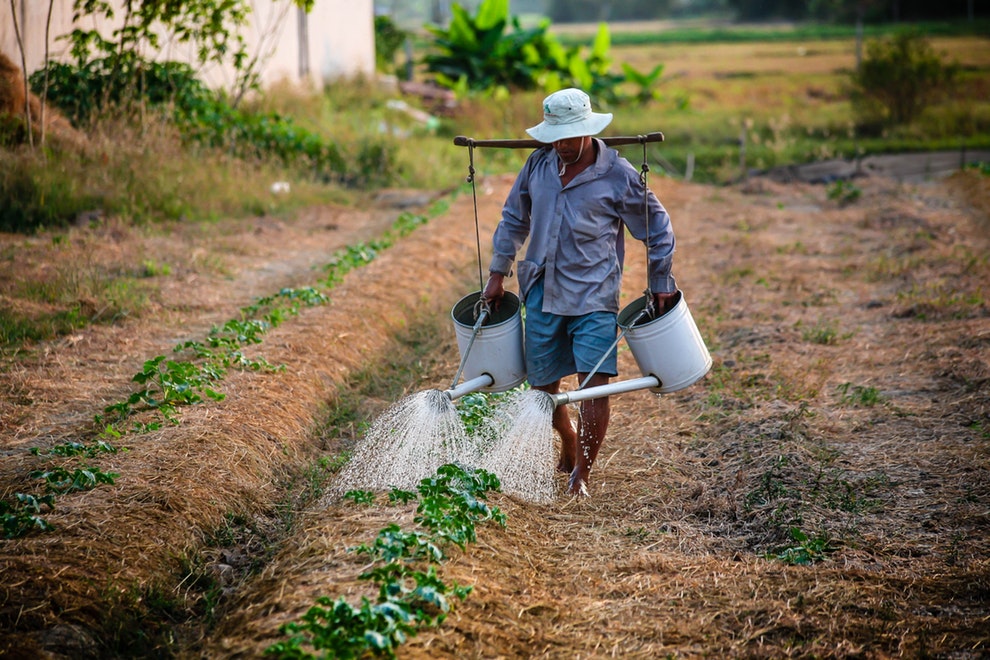 Día Nacional del agricultor
