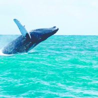 ¿Conoces tu país? Haz turismo en República Dominicana
