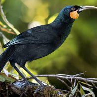 Pagan más de 28.000 dólares por una pluma de un ave extinta, la más cara del mundo