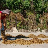 Sequía pone en riesgo al 90 % de los cultivos de café en la frontera sur de México