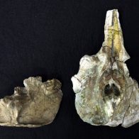 Datan en Japón el fósil más antiguo de delfín baiji, de más de 11 millones de años