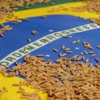 Brasil importará un millón de toneladas de arroz por los daños causados por inundaciones