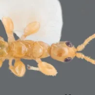 Hallan una nueva especie de avispa sin alas en un bosque seco del sur de Puerto Rico