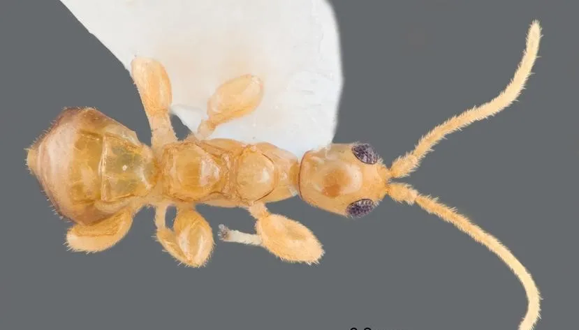 Hallan una nueva especie de avispa sin alas en un bosque seco del sur de Puerto Rico