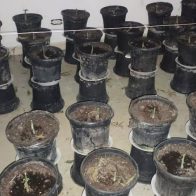 PN junto al MP desmantela vivero y laboratorio clandestino de sustancias narcóticas en Pedernales