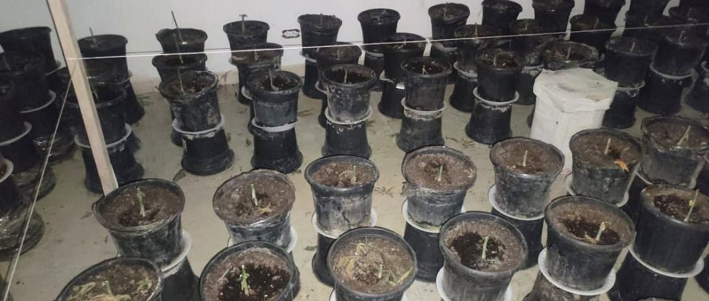 PN junto al MP desmantela vivero y laboratorio clandestino de sustancias narcóticas en Pedernales