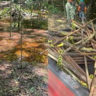 Medio Ambiente investiga desmonte de árboles realizado por la alcaldía de SFM en el Paisaje Ecológico Riberas del Jaya