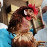 Experta de la OMS: en caso de pandemia de gripe aviar, podría haber vacunas en 4 meses