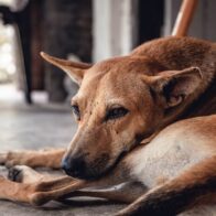¡Firulais, hoy es tu día! 28 de mayo: Día Mundial del Perro sin Raza