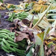 Agricultura auxilia productores de plátanos afectados por los fenómenos atmosféricos de los últimos días