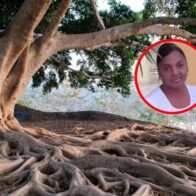 ¡Tragedia! Árbol aplasta una mujer al caer repentinamente en Bonao