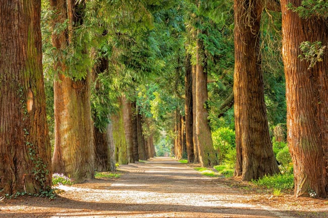 Día Mundial del Árbol