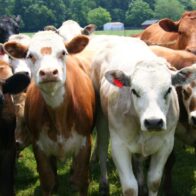 Una mujer de 40 años muere aplastada por un rebaño de vacas en el estado de Salzburgo