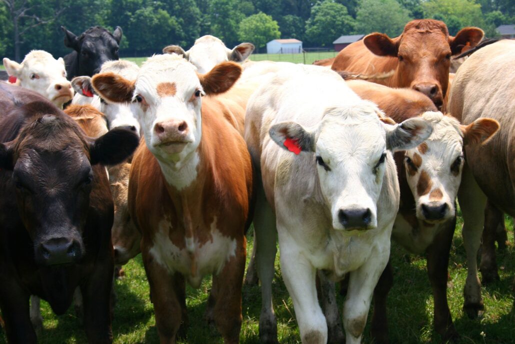 Una mujer de 40 años muere aplastada por un rebaño de vacas en el estado de Salzburgo