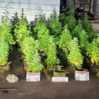 Promotor dominicano de la marihuana muerto en prisión había elevado recurso contra la penalización