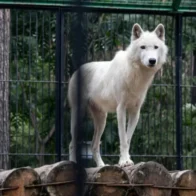 Mujer resultó gravemente herida tras ser atacada por lobos en el zoológico francés