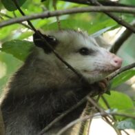 El virus responsable de la covid-19 está muy extendido en la vida silvestre