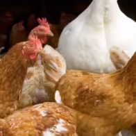 Detectan el cuarto caso de gripe aviar en un trabajador agrícola de Estados Unidos