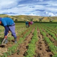 Agricultura