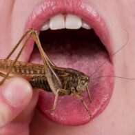 ¡A comer bichos! Singapur aprueba el consumo humano de 16 especies de insectos