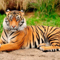 Día Internacional del Tigre