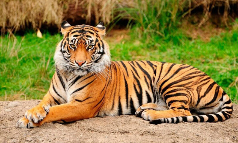 Día Internacional del Tigre