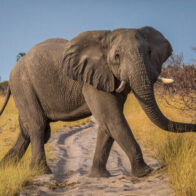 Día Mundial del Elefante: dos amenazas ponen en peligro de extinción a las tres especies