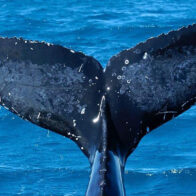 Un hombre herido tras ser golpeado por la cola de una ballena en el este de Australia