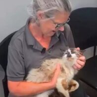 Gato que tenía 11 años perdido se reencuentra con su dueña