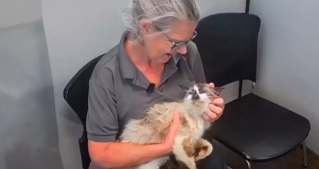 Gato que tenía 11 años perdido se reencuentra con su dueña
