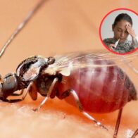 ¿Qué es el virus Oropouche (OROV) y cuáles son sus síntomas?