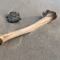Restos de osamentas y artículos personales de embarcación en Río San Juan fueron dejadas a orillas de la playa