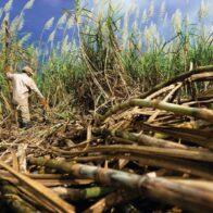 Brasil prevé una caída del 3.3% en su cosecha de caña de azúcar