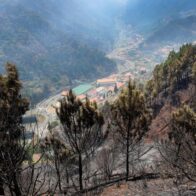 El 14 % de los bosques de Madeira ha ardido por el fuego que ya ha alcanzado la laurisilva