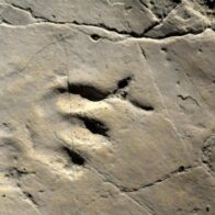 Hallan en China algunas de las huellas de dinosaurios más pequeñas del mundo