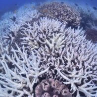 Australia anuncia 129 millones de dólares para proteger la Gran Barrera de Coral