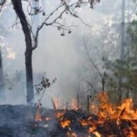 Incendio forestal arrasa con más de 1,900 hectáreas de bosques en Cuba