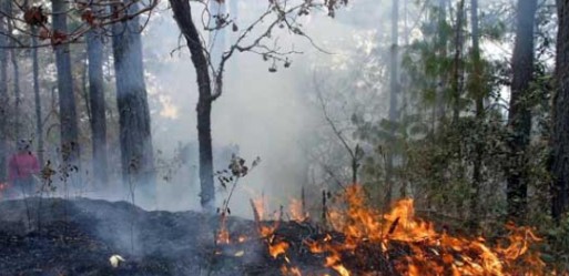 Incendio forestal arrasa con más de 1,900 hectáreas de bosques en Cuba