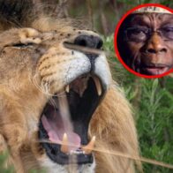Un león mata a su cuidador en un zoo de Nigeria