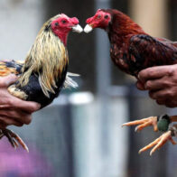 Acusan de crueldad animal a dominicanos y boricuas