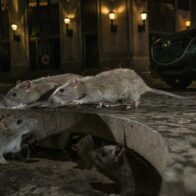 Alerta en Argentina: registran una muerte y 24 personas aisladas por Hantavirus